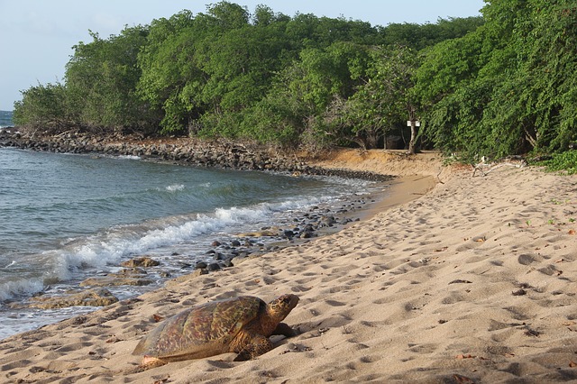 Tortues Marines Guadeloupe