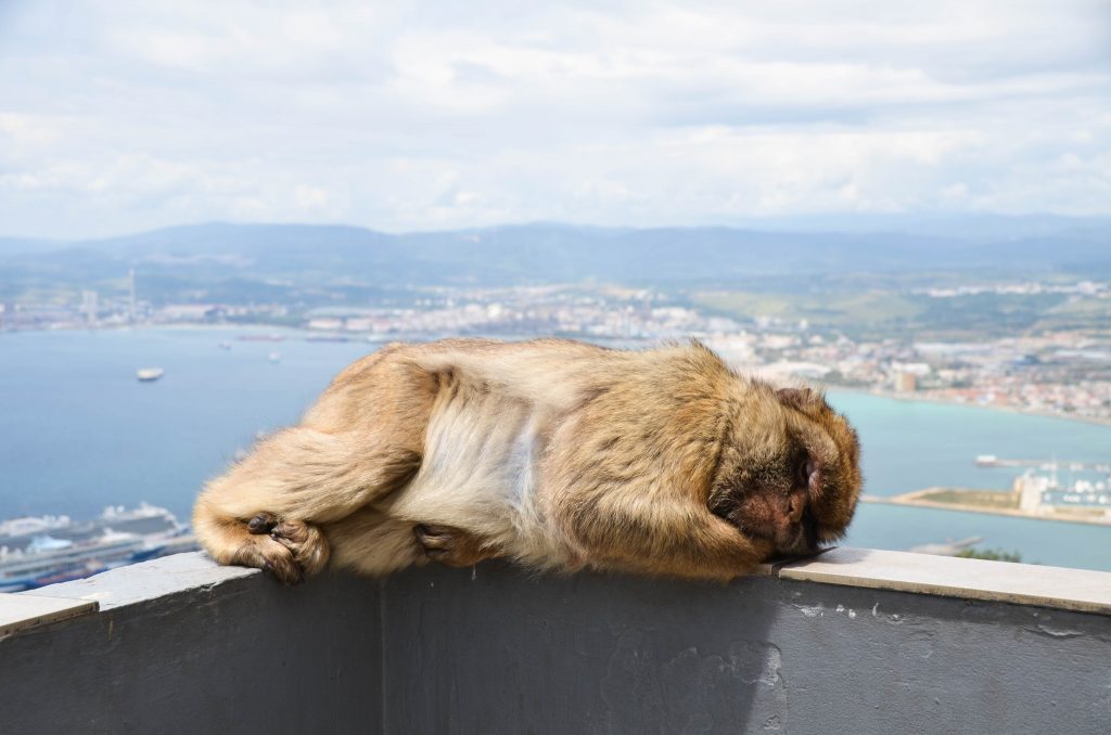 Singe sauvage à Gibraltar 