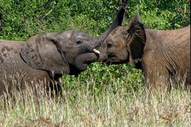 elephant afrique du sud