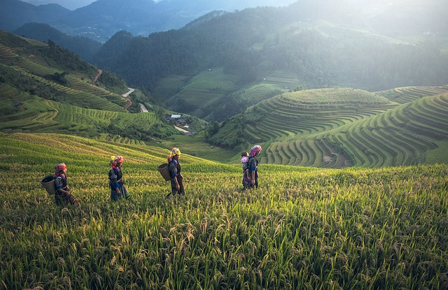 agriculture Bali