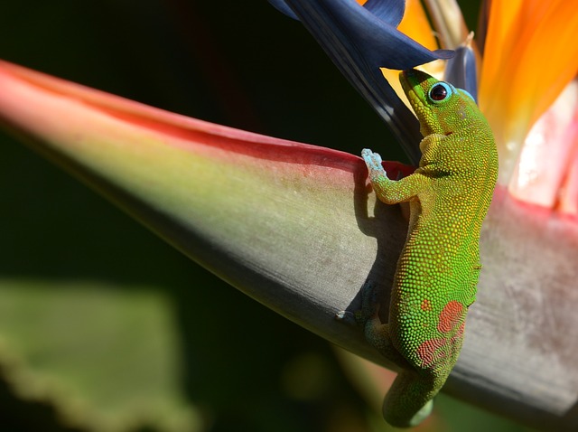 gecko dans le parc tropical en Allemagne