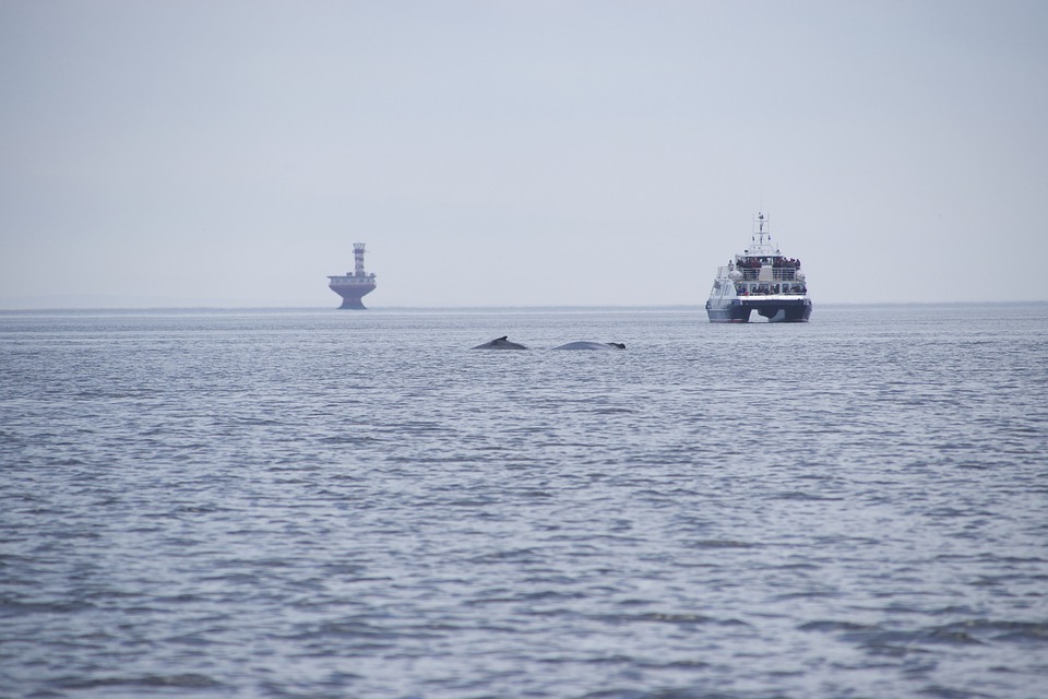 observation de Baleine