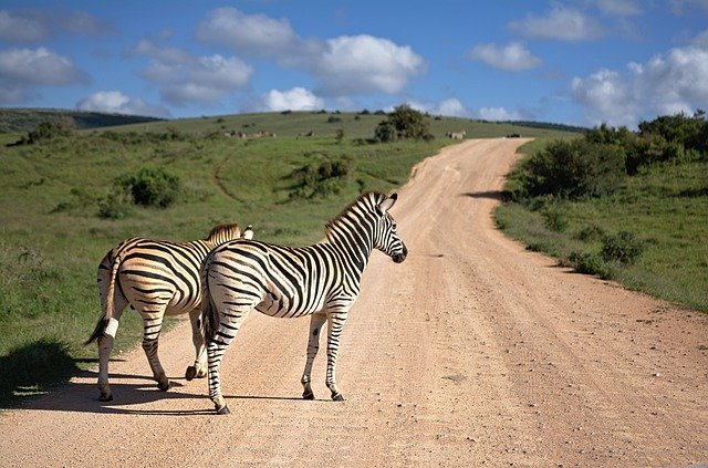 animaux sauvage en afrique du sud