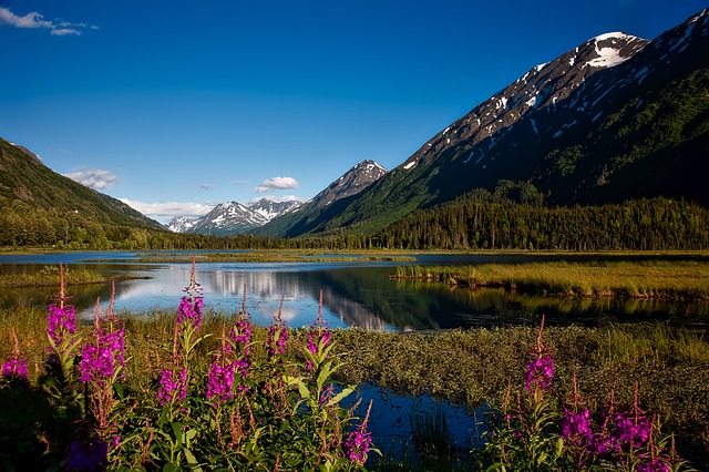 Foret et paysage d'Alaska