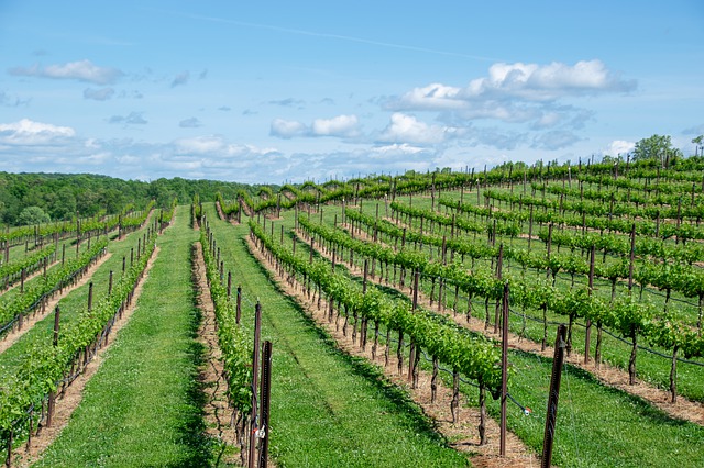 vignoble à bordeaux